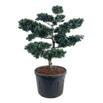 Spygliuotis, pušis smulkiažiedė "Negishi" (bonsai), aukštis 125-150 cm., vazonas 180 l.