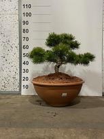 Spygliuotis, pušis "Low Glow" (bonsai), vazonėlio skersmuo 60 cm.