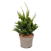 Spygliuotis, puskiparisis bukasis "Teddy bear", aukštis 20-25 cm., vazonas 5 l.
