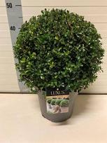 Dekoratyvinis krūmas, bugienis "Cr Luxus Globe", vazonėlio skersmuo 23 cm.
