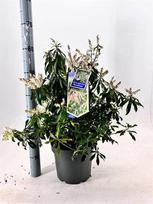 Dekoratyvinis krūmas, bereinutis japoninis "Rosalinda", vazonėlio skersmuo 23 cm.