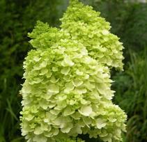 Dekoratyvinis krūmas, šluotelinė hortenzija "Mojito", vazonėlio skersmuo 17 cm.