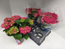 Dekoratyvinis krūmas, hortenzija didžialapė "Hot Red", vazonėlio skersmuo 15 cm.