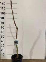 Dekoratyvinis medis, rausvažiedis kaštonas, vazonėlio skersmuo 21 cm.