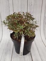 Dekoratyvinis krūmas, bereinutis japoninis "Astrid", vazonas 3 l.