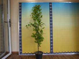 Dekoratyvinis medis, bukas paprastasis, aukštis 60-80 cm., vazonas 5 l.