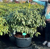 Dekoratyvinis krūmas, rododendras V, įvairūs, vazonas 90 l.