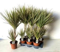 Kambarinis augalas, dracena, įvairios, vazonėlio skersmuo 17 cm.