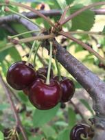 Vaismedis, trešnė "Marchant" (Prunus avium)
