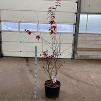 Dekoratyvinis medis, plaštakinis klevas "Atropurpureum", vazonėlio skersmuo 40 cm.