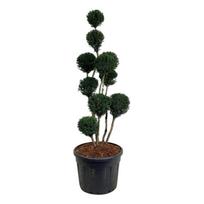 Spygliuotis, kukmedis tarpinis "Brownii" (Pom Pom), aukštis 125-150 cm., vazonas 90 l.