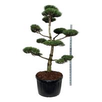 Spygliuotis, pušis juodoji (bonsai), aukštis 200-225 cm., vazonas 285 l.