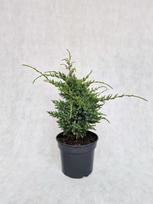 Spygliuotis, kadagys žvynuotasis "Holger", vazonėlio skersmuo 19 cm.