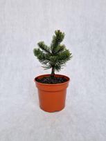 Spygliuotis, pušis kalninė "Donau", vazonėlio skersmuo 19 cm.