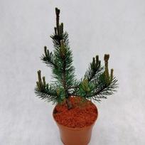 Spygliuotis, pušis kalninė "Tajga", vazonėlio skersmuo 19 cm.