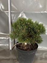 Spygliuotis, kalninė pušis "Winzig", vazonėlio skersmuo 23 cm.