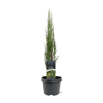 Spygliuotis, kadagys uolinis "Blue Arrow", aukštis 50-60 cm., vazonas 3 l.
