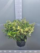 Dekoratyvinis krūmas, hortenzija šluotelinė "Groundbeaker", šliaužianti, vazonas 7,5 l.