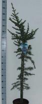 Spygliuotis, kedras "Glauca", vazonėlio skersmuo 26 cm