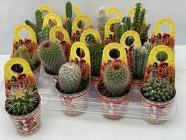 Kambarinis augalas, kaktusas, įvairūs, vazonėlio skersmuo 7 cm.