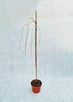 Spygliuotis, maumedis europinis "Pendula", vazonas 5 l.