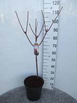 Dekoratyvinis krūmas, šluotelinė hortenzija 'Paniculata', ant stiebo, vazonėlio skersmuo 28 cm.