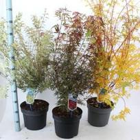 Dekoratyvinis medis, klevas plaštakinis, įvairūs, vazonėlio skersmuo 29 cm.