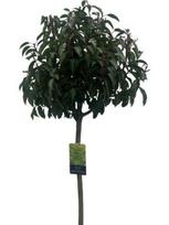 Dekoratyvinis krūmas, ieva mažalapė "Angustifolia", aukštis 180 cm., vazonėlio skersmuo 41 cm.