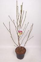 Dekoratyvinis medis, magnolija, vazonėlio skersmuo 27 cm.