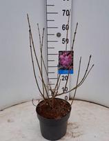 Dekoratyvinis krūmas, alyva "Josée", vazonėlio skersmuo 21 cm.