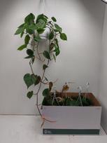 Kambarinis augalas, filodendras "Scandens", vazonėlio skersmuo 17 cm.