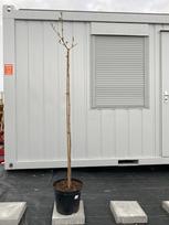Dekoratyvinis krūmas, putinas "Carlcephalum", vazonėlio skersmuo 30 cm.