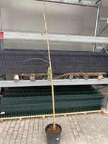 Dekoratyvinis medis, ginkmedis "Biloba", vazonėlio skersmuo 33 cm.