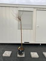 Dekoratyvinis medis, beržas keružis, vazonėlio skersmuo 30 cm.