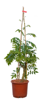 Vijoklinis augalas, visterija, vazonas 10 l.