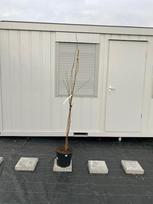 Dekoratyvinis medis, magnolija "Heaven Scent", vazonėlio skersmuo 30 cm.