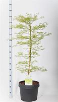 Dekoratyvinis medis, klevas japoniškas, vazonėlio skersmuo 36 cm.