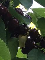 Vaismedis, trešnė “Burlat” (Prunus avium)