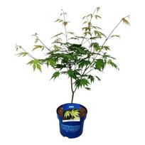 Dekoratyvinis medis, klevas "Arctic Jade" (Jack Frost), aukštis 50-60 cm., vazonas 5 l.