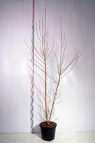 Dekoratyvinis medis, klevas uosialapis "Flamingo", aukštis 250-300 cm., vazonas 30 l.