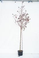Dekoratyvinis krūmas, sedula baltoji "Sibirica", aukštis 250 cm., vazonas 35 l.