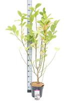 Dekoratyvinis medis, magnolija japoninė, aukštis 100-120 cm., vazonas 6,5 l.