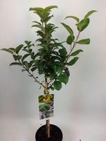 Vaismedis, obelis "Golden Hornet", vazonas 5 l.