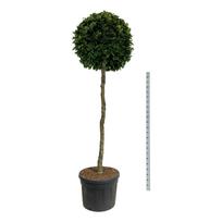 Dekoratyvinis medis, bukas paprastasis, ant stiebo, aukštis 175 cm., vazonas 130 l.