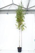 Dekoratyvinis medis, beržas karpuotasis, aukštis 225 cm., vazonas 30 l.