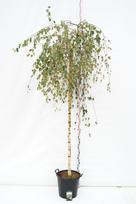 Dekoratyvinis medis, beržas karpuotasis "Youngii", aukštis 120 cm., vazonas 35 l.