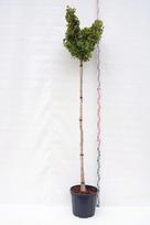Dekoratyvinis medis, ginkmedis dviskiautis "Mariken", aukštis 200 cm., vazonas 45 l.