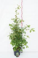 Dekoratyvinis medis, nisa miškinė "Zydeco Twist", aukštis 100-125 cm., vazonas 12 l.