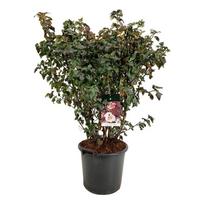 Dekoratyvinis krūmas, pūslenis putinalapis "Diabolo", aukštis 100-125 cm., vazonas 30 l.