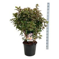 Dekoratyvinis krūmas, pūslenis putinalapis "Amber Jubilee", aukštis 80-100 cm., vazonas 30 l.